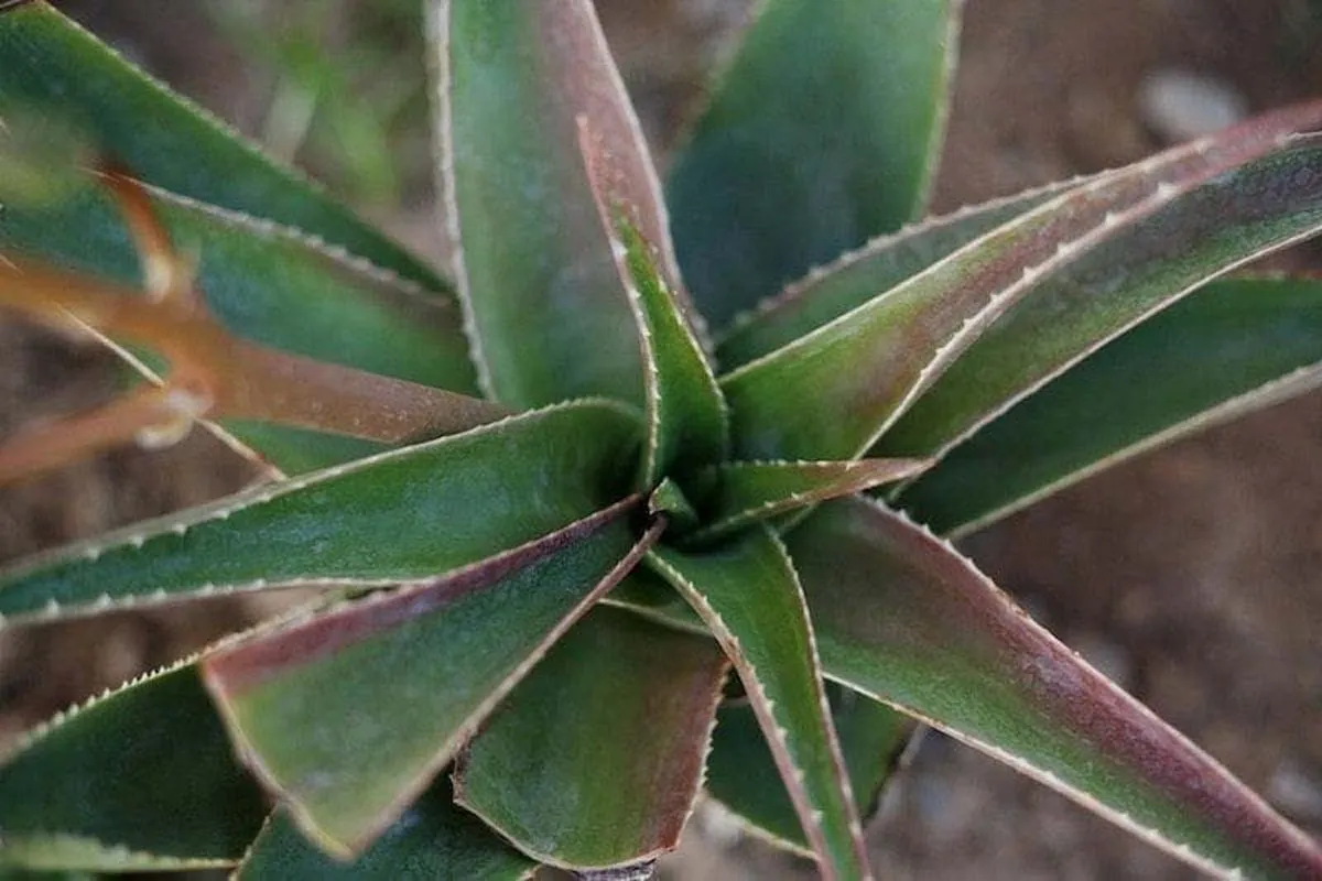 Read more about the article House Plants That Thrive In Bathrooms | Spruce Up Your Bathroom
