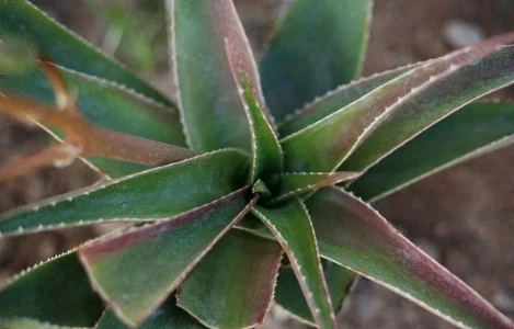 House Plants That Thrive In Bathrooms | Spruce Up Your Bathroom